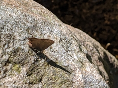 Satyrium calanus