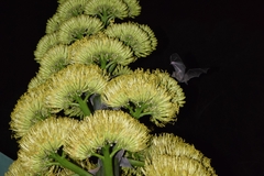 Agave salmiana