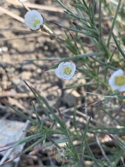 Eremogone macradenia