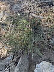 Eremogone macradenia