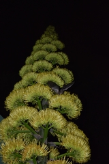 Agave salmiana