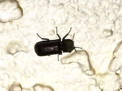 Apatides fortis