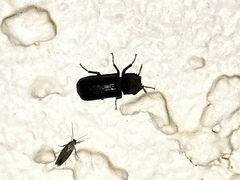 Apatides fortis