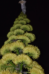 Agave salmiana