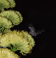 Leptonycteris nivalis