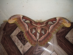 Attacus