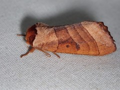 Datana major