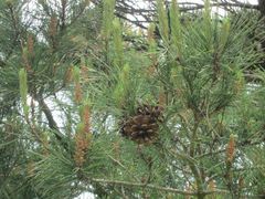 Pinus densiflora