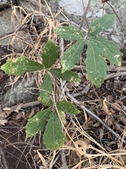 Cyphostemma puberulum