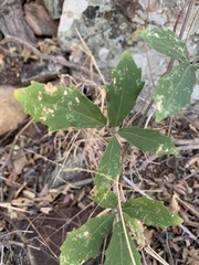 Cyphostemma puberulum