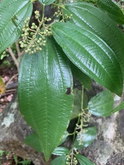 Miconia laevigata