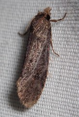 Acrolophus texanella