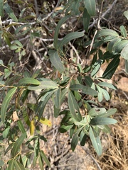 Rhoicissus revoilii
