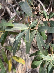 Rhoicissus revoilii
