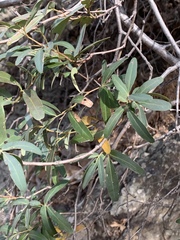 Rhoicissus revoilii