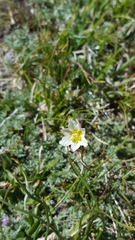 Gagea serotina