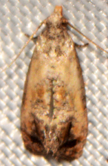 Cochylis bucera