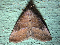 Ogdoconta