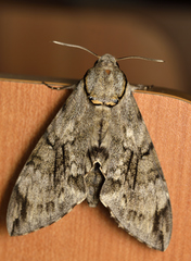 Psilogramma vates