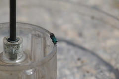 Chrysis cessata