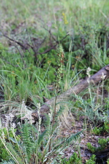Pedicularis bracteosa
