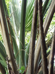 Sabal mexicana
