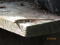 Anolis wellbornae