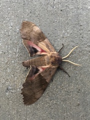 Pachysphinx modesta