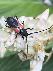 Purpuricenus humeralis