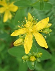 Hypericum maculatum