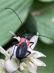 Purpuricenus humeralis