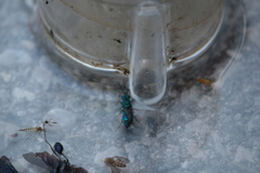 Chrysis cessata