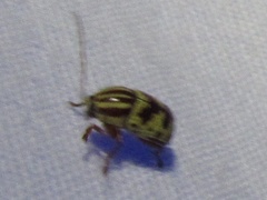 Cryptocephalus leucomelas