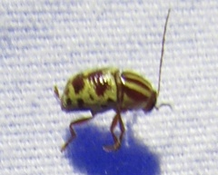 Cryptocephalus leucomelas