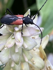 Purpuricenus humeralis