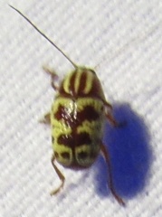 Cryptocephalus leucomelas