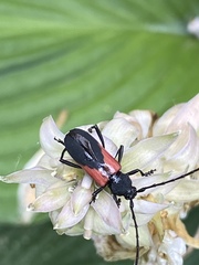 Purpuricenus humeralis