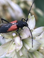 Purpuricenus humeralis