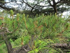Pinus densiflora