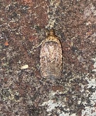 Agonopterix flavicomella