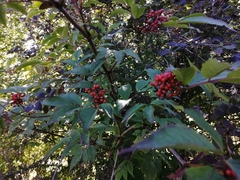 Sambucus racemosa