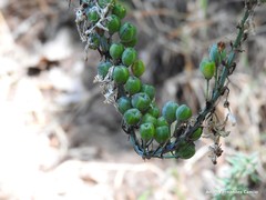 Asphodelus albus