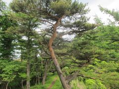 Pinus densiflora