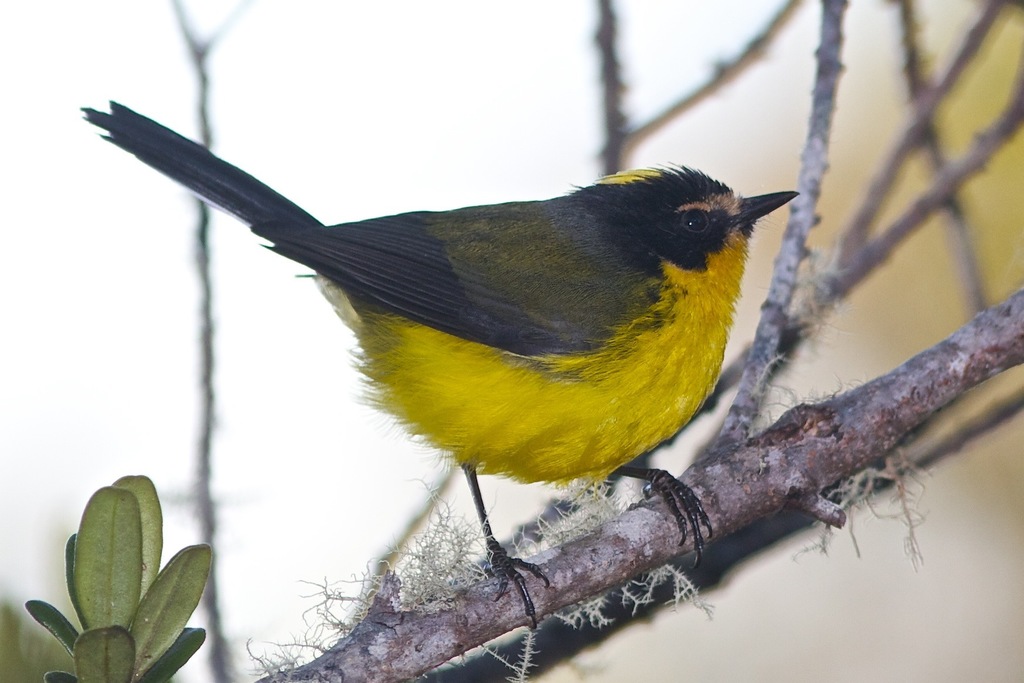 Candelita Coronigualda, Myioborus flavivertex