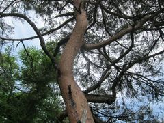 Pinus densiflora
