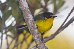 Myioborus flavivertex