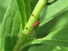 Uroleucon nigrotuberculatum