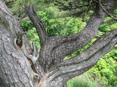 Pinus densiflora