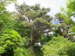 Pinus densiflora