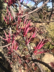 Tapinanthus rubromarginatus